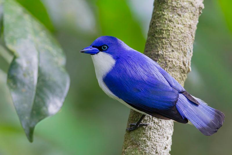 Comoro Blue Vanga (m)