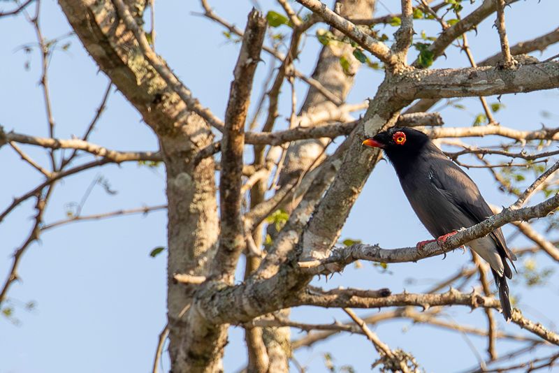 Gabela Helmetshrike