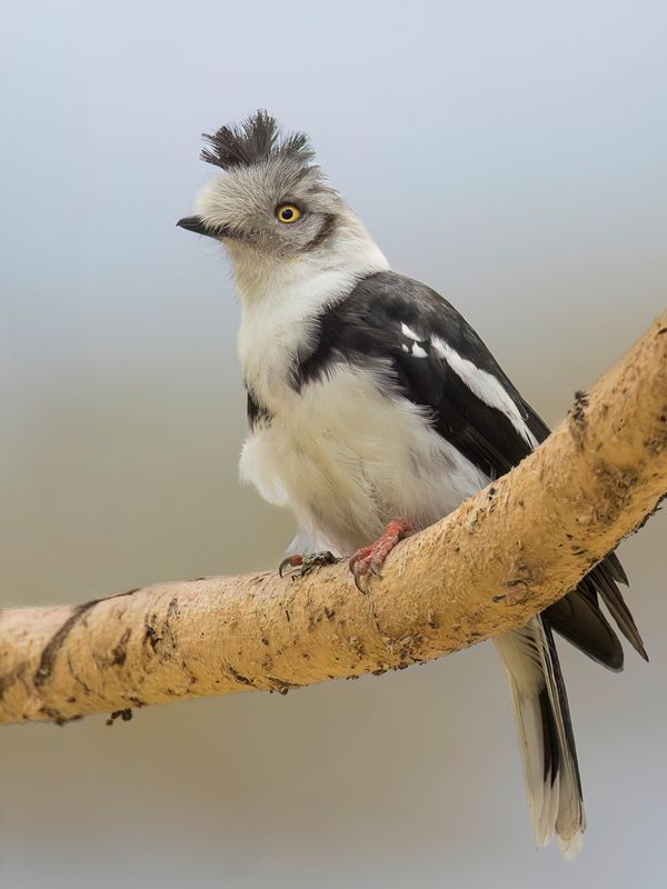 Grey-crested Helmetshrike