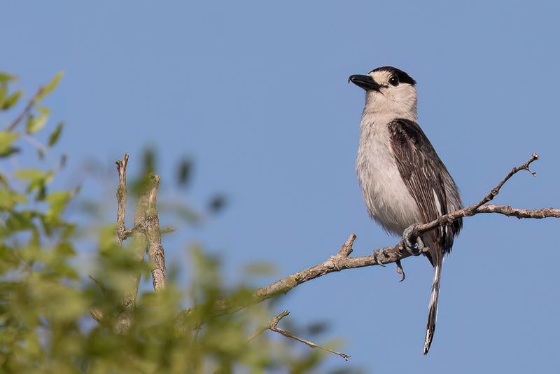 Hook-billed Vanga