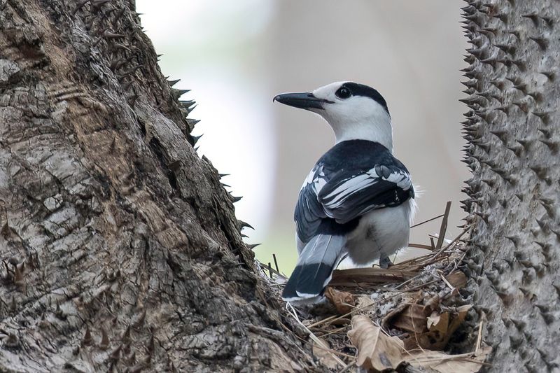 Hook-billed Vanga