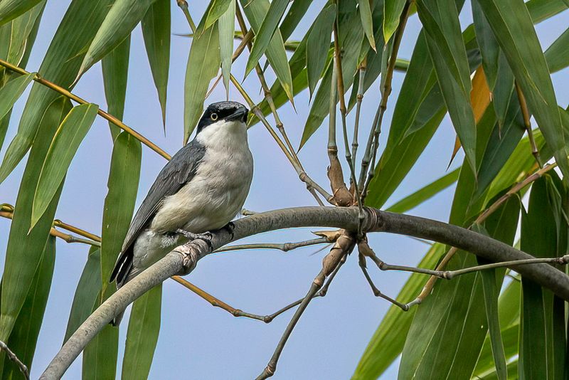 Large Woodshrike