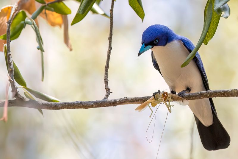 Madagascar Blue Vanga