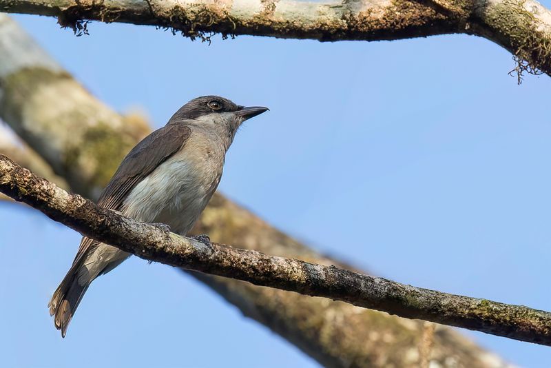 Malabar Woodshrike