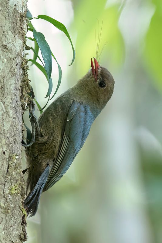 Nuthatch Vanga