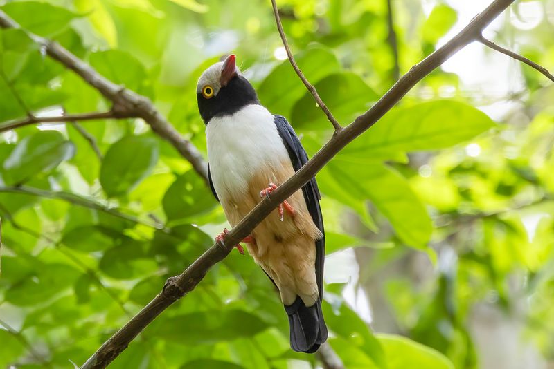 Red-billed Helmetshrike