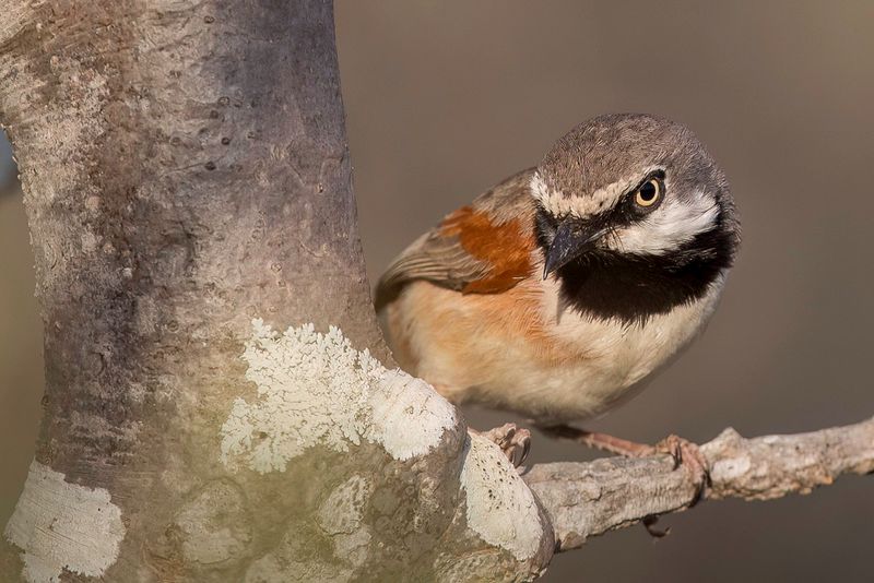 Red-shouldered Vanga (m)