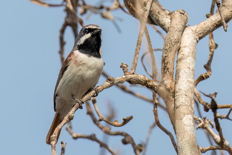 Red-tailed Vanga