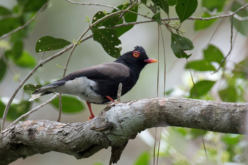 Retz's Helmetshrike