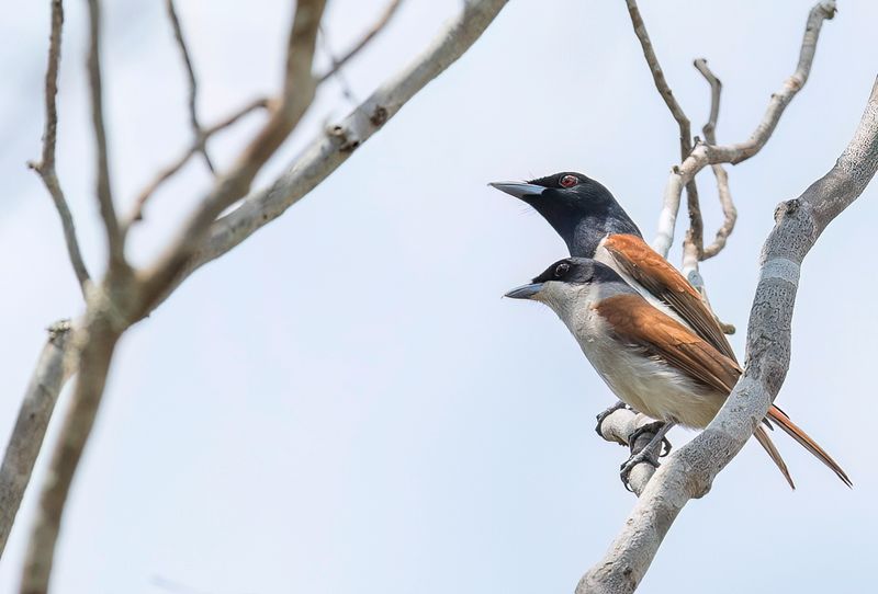 Rufous Vanga (m+f)