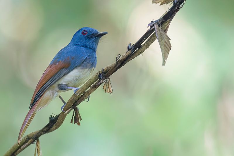 Rufous-winged Philentoma
