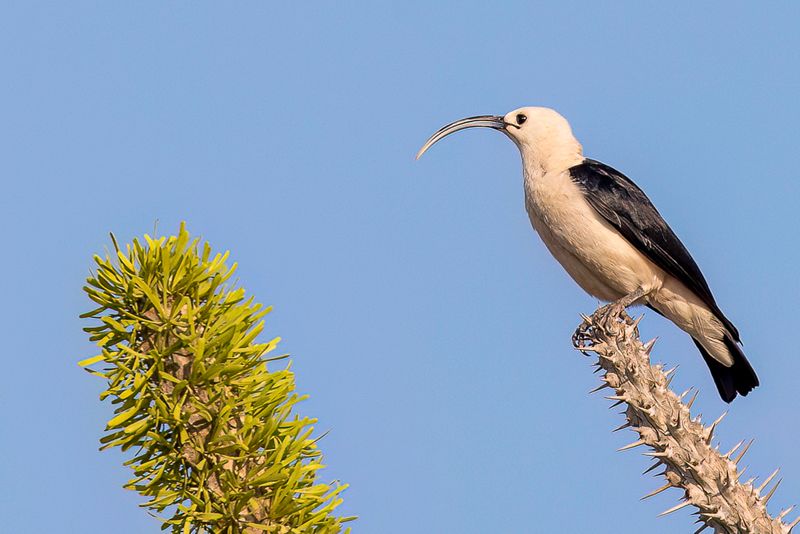 Sickle-billed Vanga