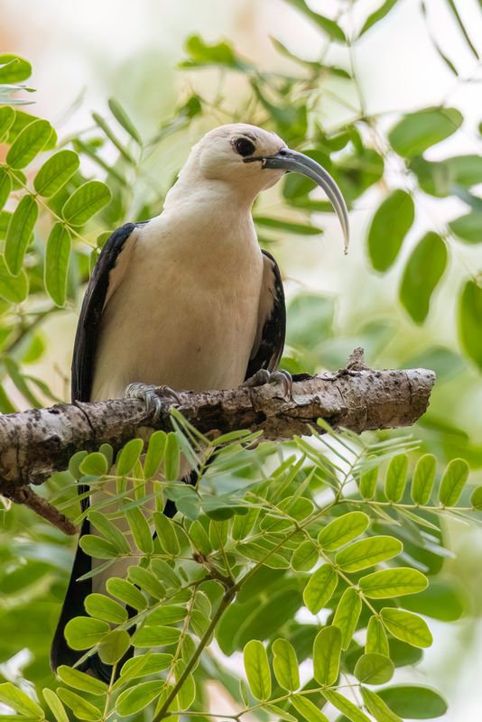 Sickle-billed Vanga