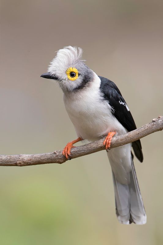 White-crested Helmetshrike