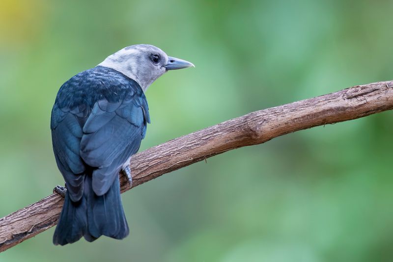 White-headed Vanga (f)