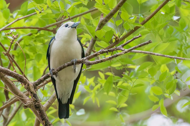 White-headed Vanga (m)