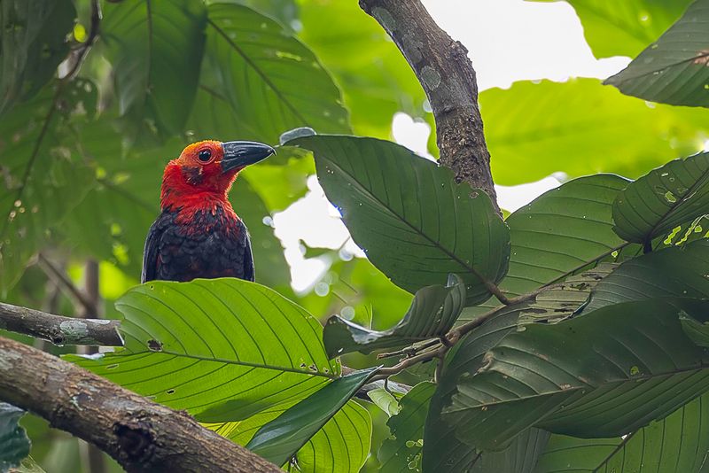 Bornean Bristlehead
