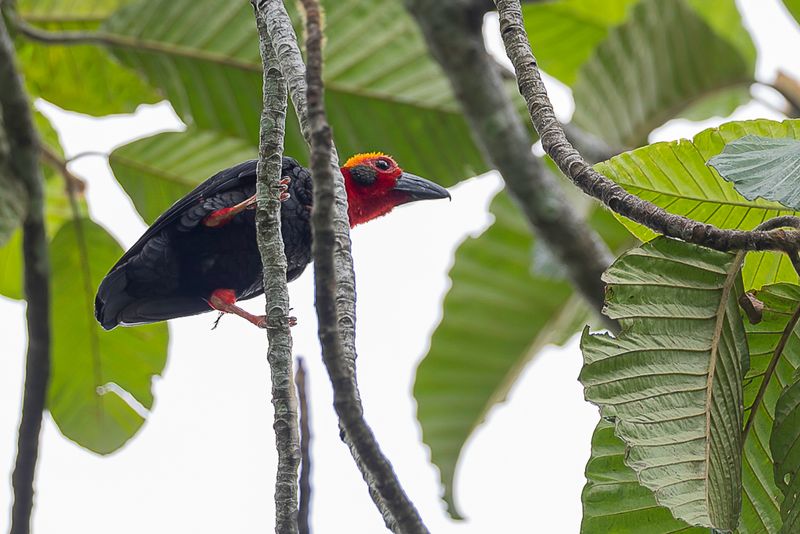 Bornean Bristlehead