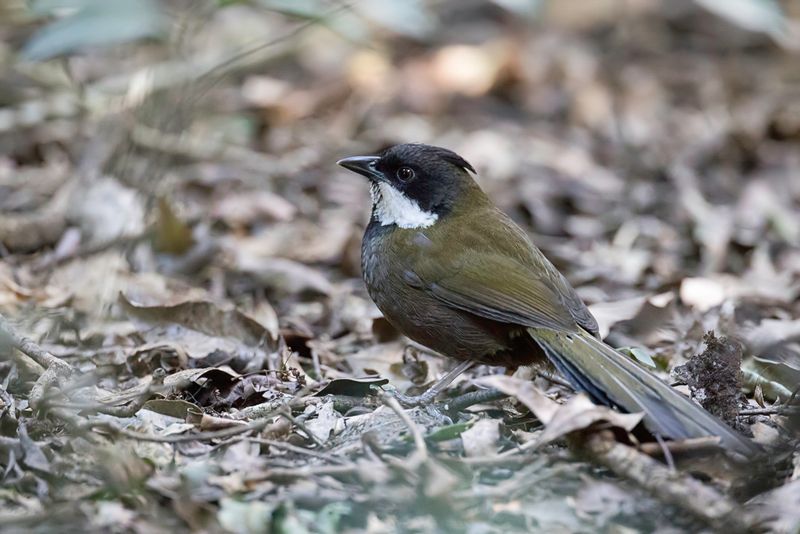 Eastern Whipbird