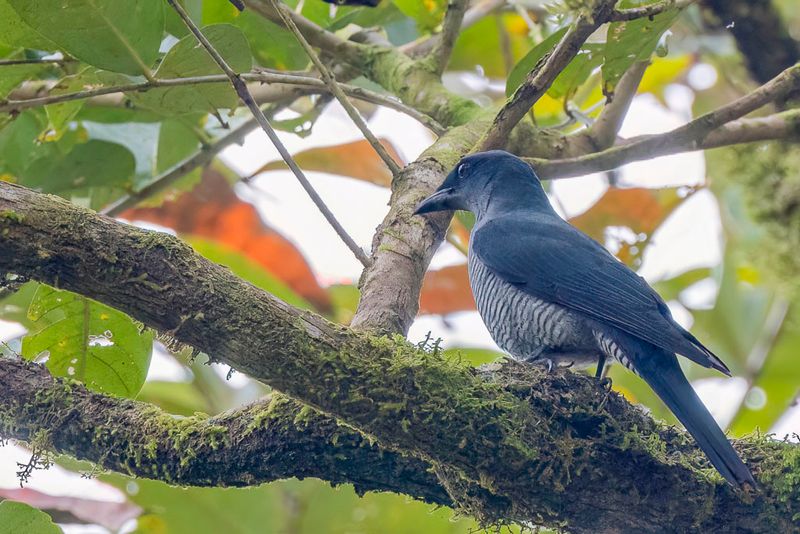 Andaman Cuckooshrike (f)