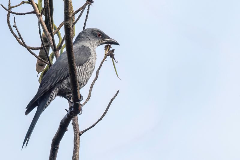 Andaman Cuckooshrike (m)
