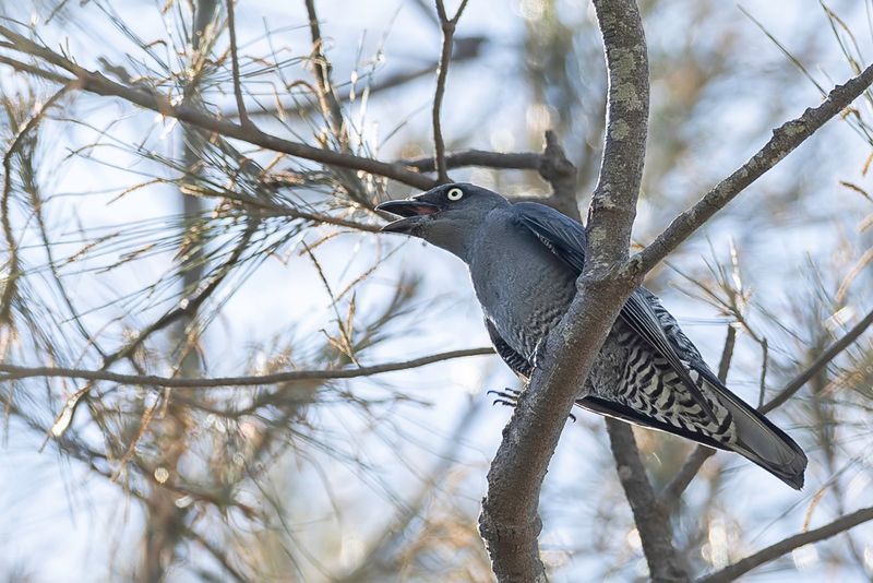 Bar-bellied Cuckooshrike