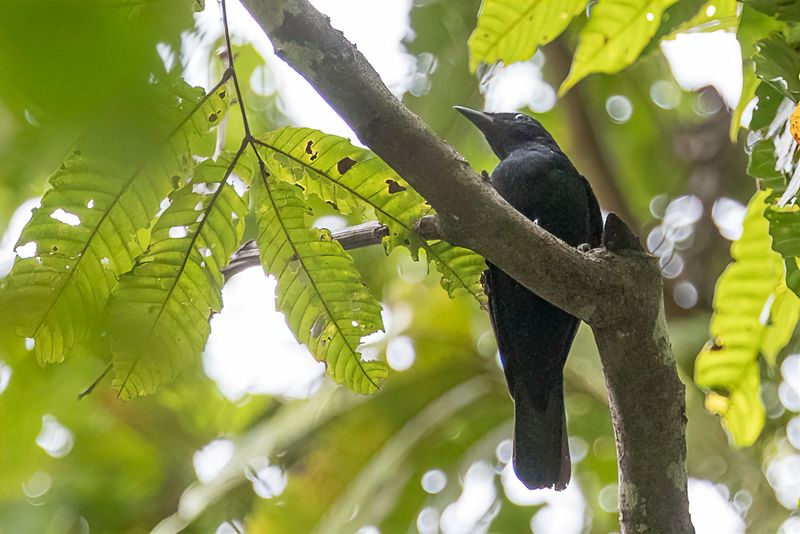 Black Cicadabird
