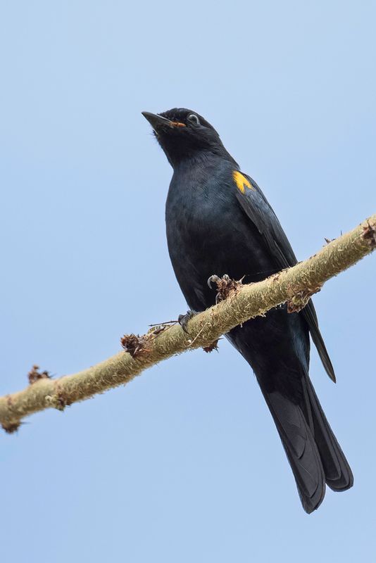 Black Cuckooshrike (m)