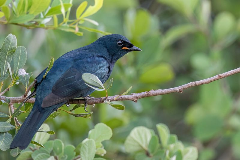 Black Cuckooshrike