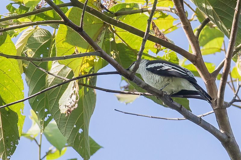 Black-browed Triller