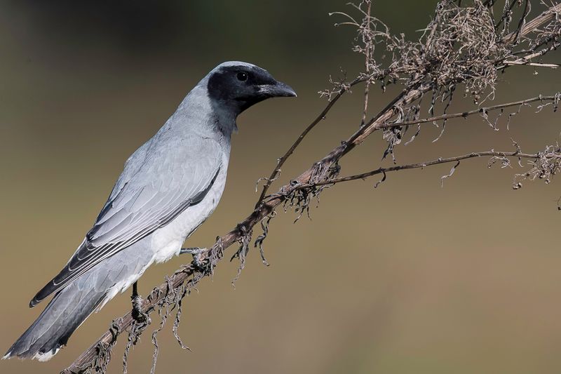 Black-faced Cuckooshrike