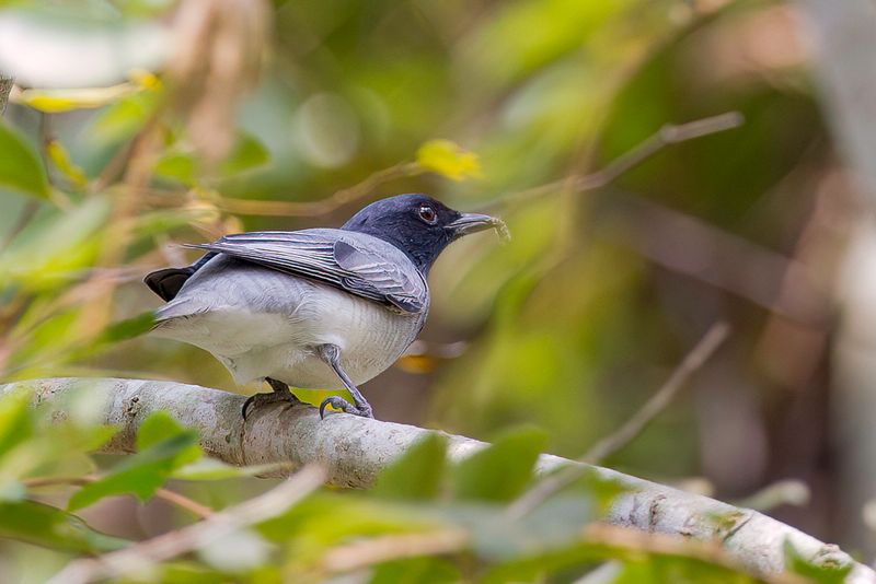 Black-headed Cuckooshrike