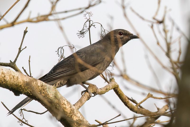Black-winged Cuckooshrike