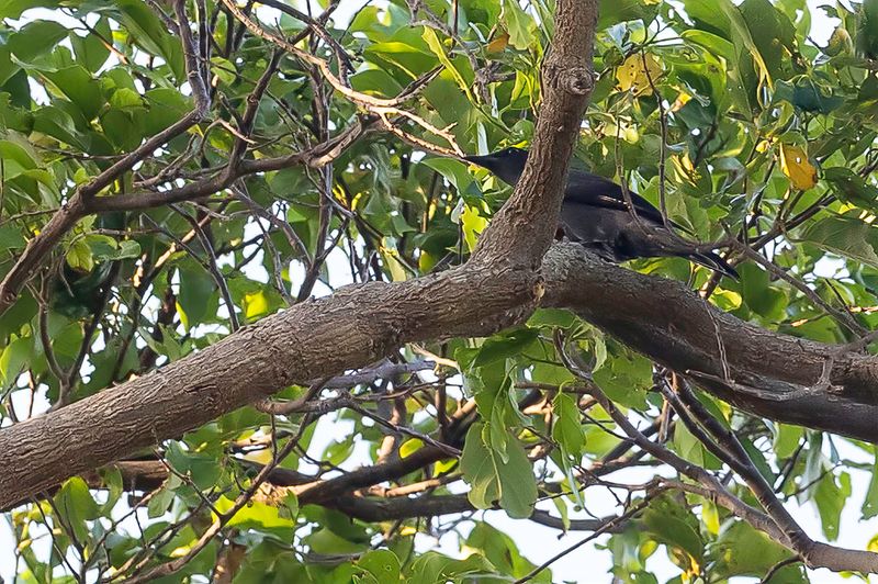 Blackish Cuckooshrike