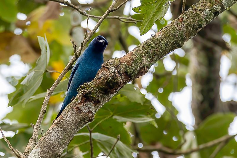 Blue Cuckooshrike