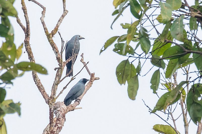 Boyer's Cuckooshrike