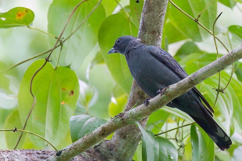 Halmahera Cuckooshrike - Halmaherarupsvogel - chenilleur d'Halmahera