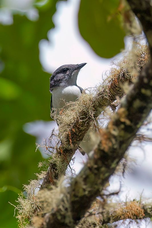 Comoro Cuckooshrike (f)