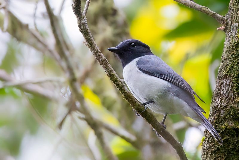 Comoro Cuckooshrike (m)