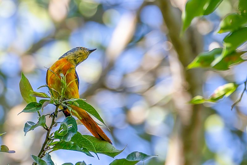 Fiery Minivet