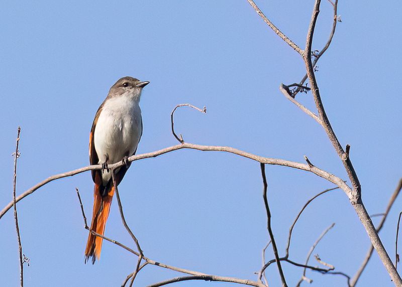 Flores Minivet (f)