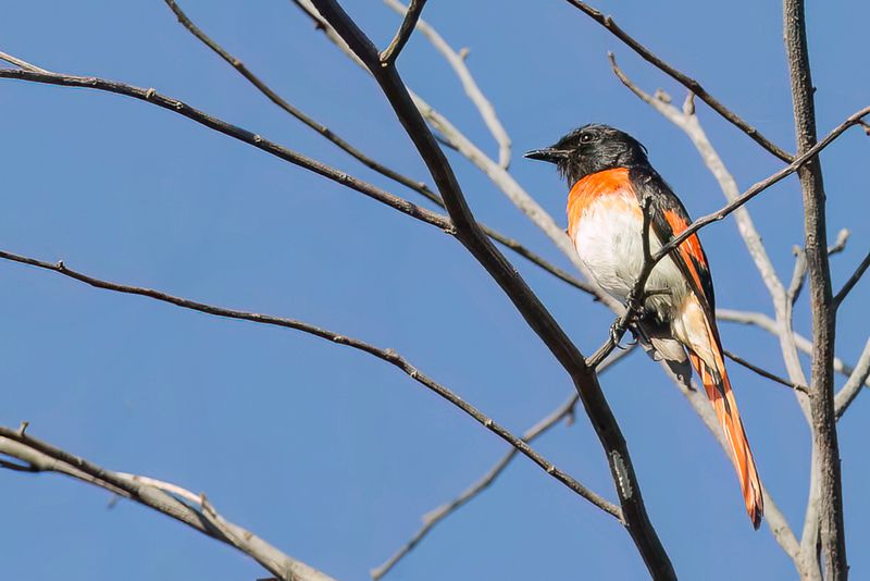 Flores Minivet (m)