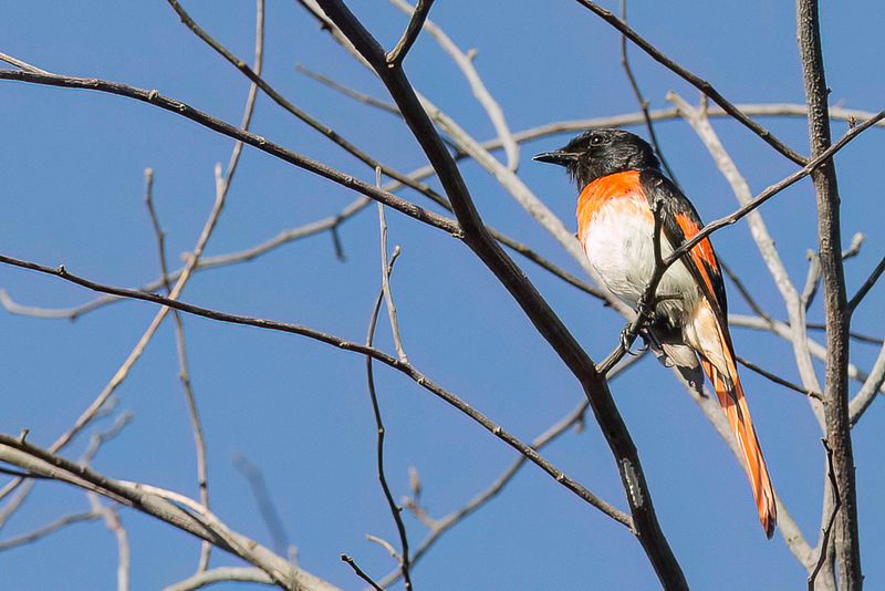 Flores Minivet (m)