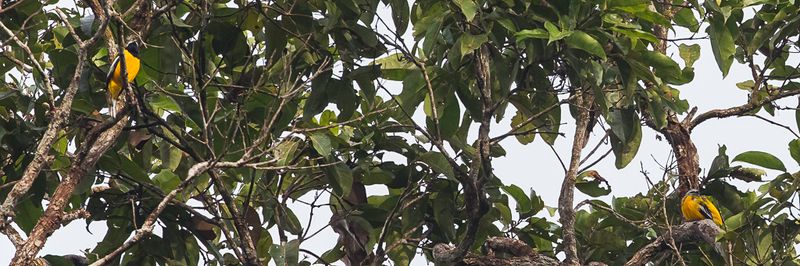 Golden Cuckooshrike (m+f)