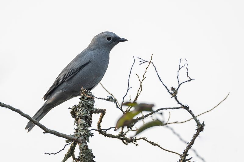 Grey Cuckooshrike