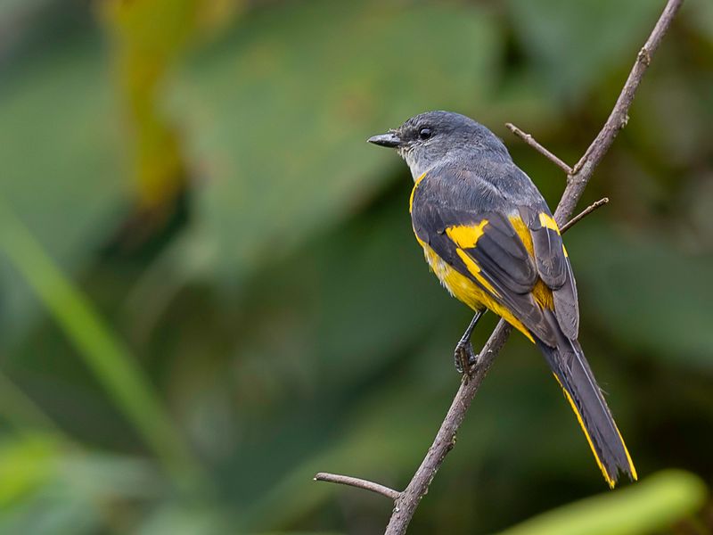 Grey-chinned Minivet (f)