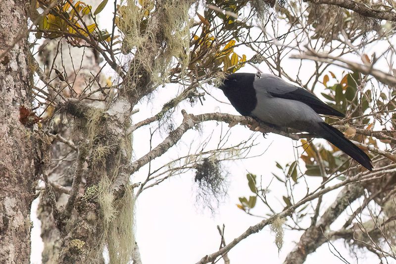 Hooded Cuckooshrike (m)