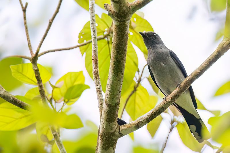 Lesser Cuckooshrike