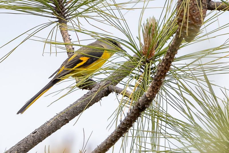 Long-tailed Minivet (f)