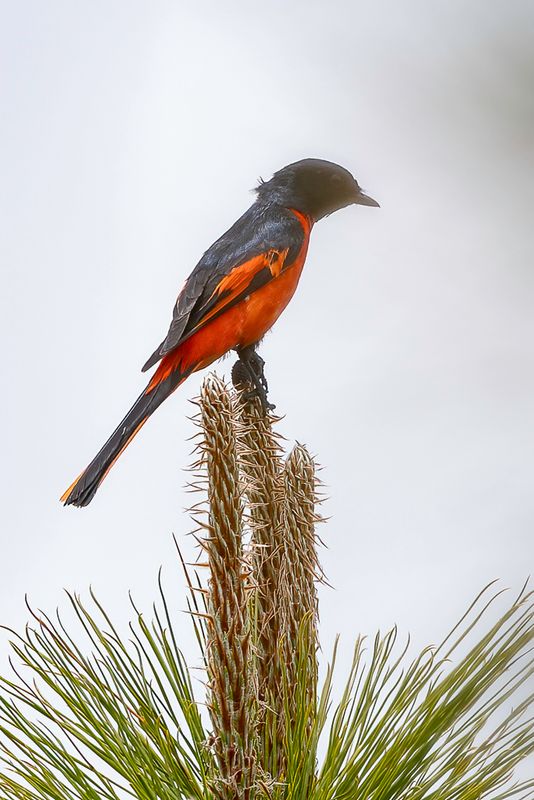 Long-tailed Minivet (m)